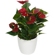 anthurium rouge - cache pot blanc